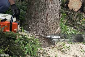 How Our Tree Care Process Works  in Clay Center, KS